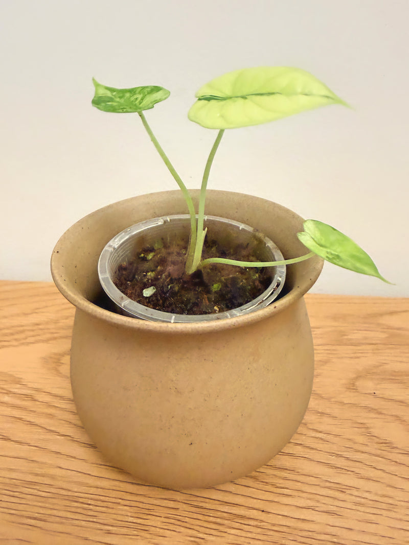 Alocasia Dragon Scale Aurea (A)