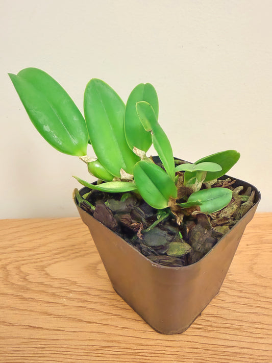Cattleya Victorian Lace ‘Diamond Orchids’ x Laelia Pumila f. Alba ‘Kathleen’ AM/AOS