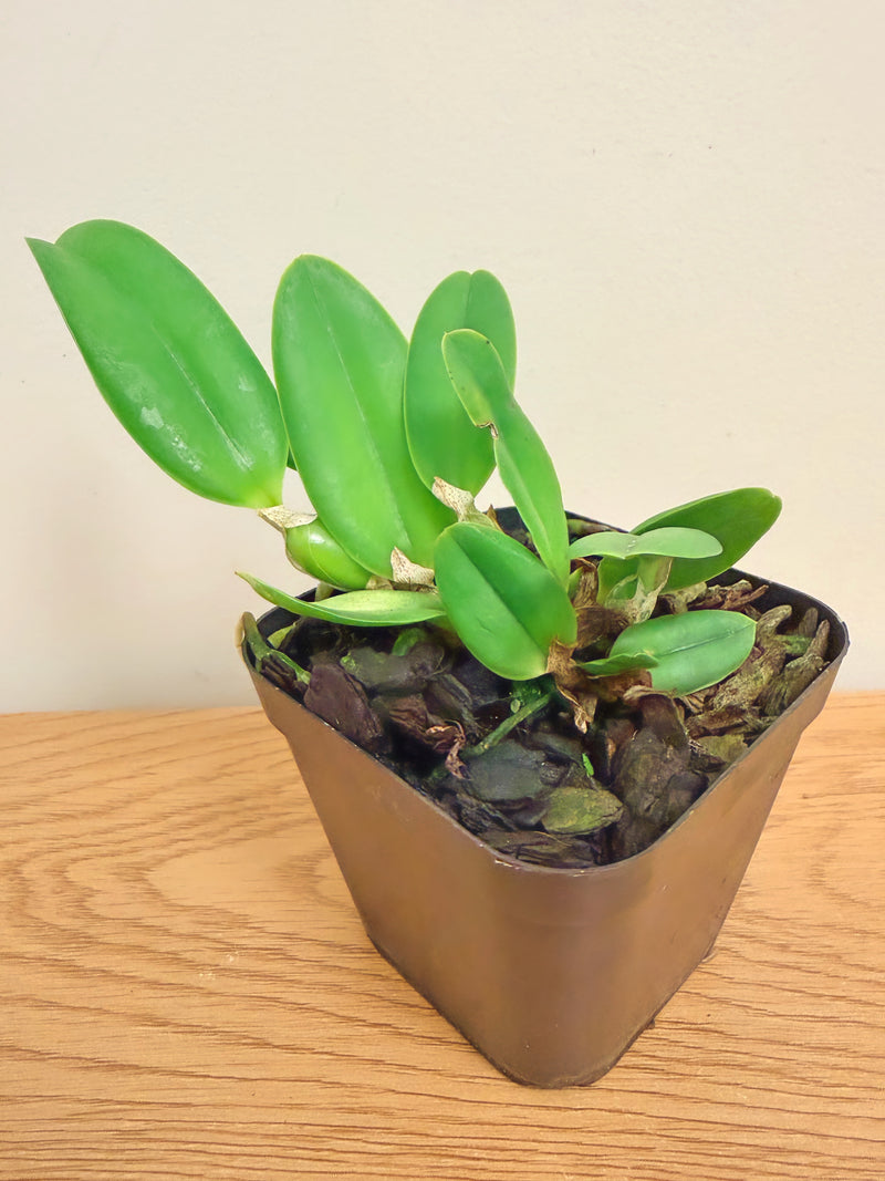 Cattleya Victorian Lace ‘Diamond Orchids’ x Laelia Pumila f. Alba ‘Kathleen’ AM/AOS