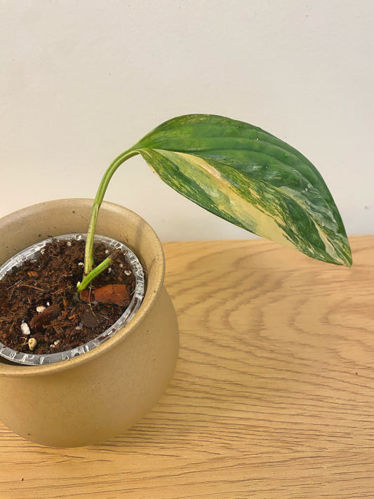 Monstera Peru Variegated (A)