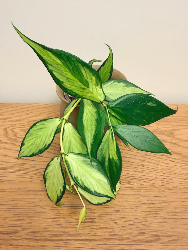Hoya Fishtail Inner Variegated