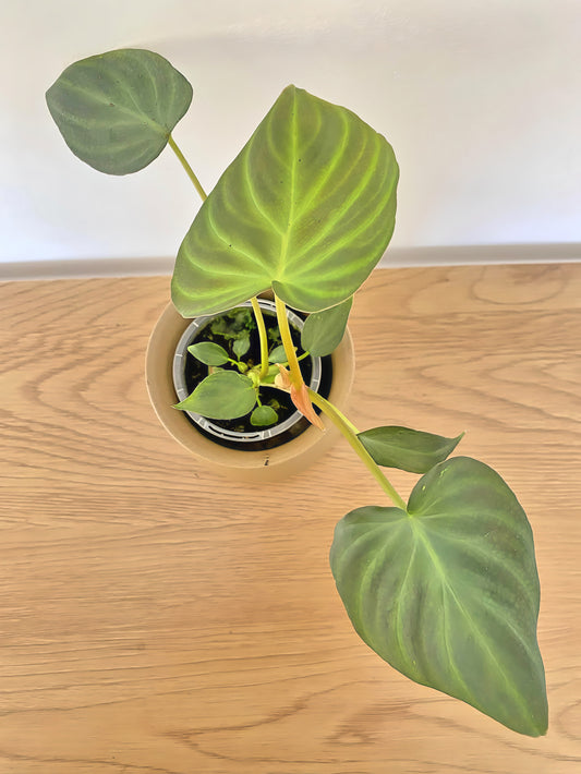 Philodendron Verrucosum