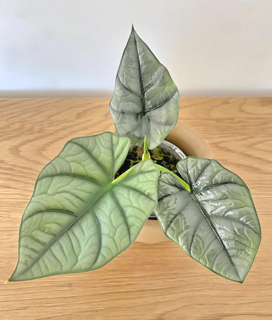 Alocasia Bisma