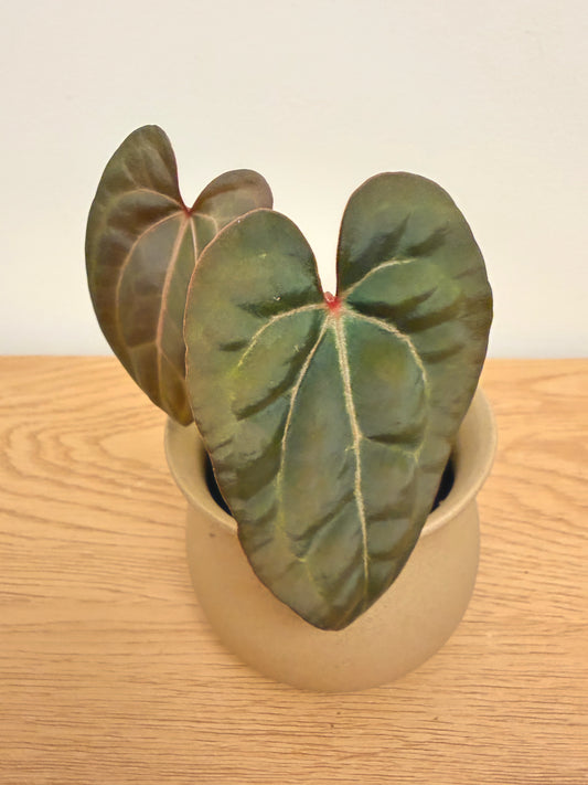 Anthurium KOS x Papillilaminum Dark