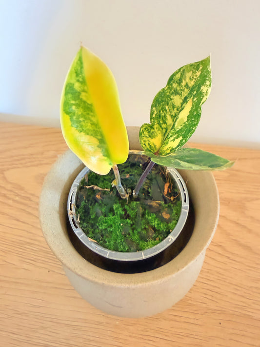 Variegated ZZ (C)