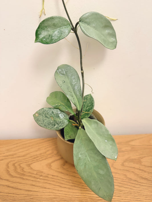 Hoya Grey Ghost (B)