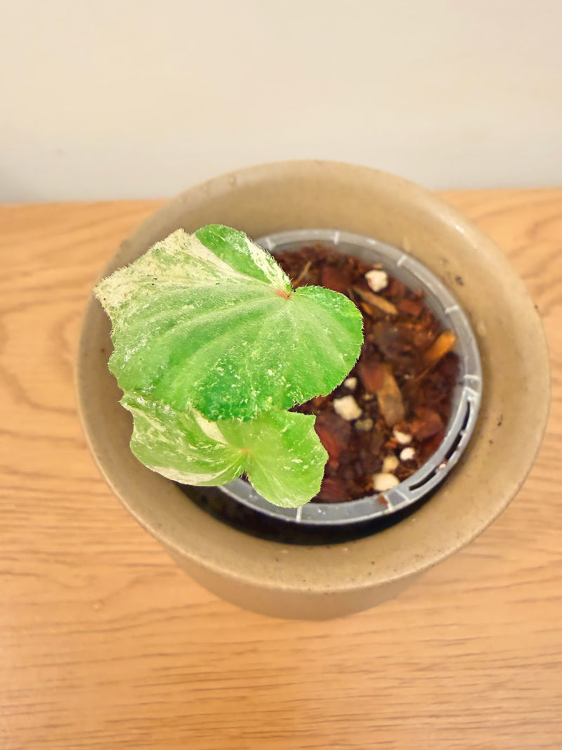 Begonia Rubropilosa Variegated