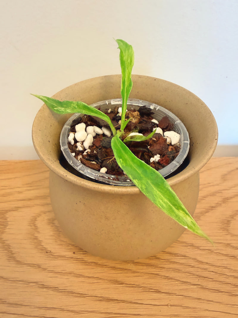 Philodendron Tortum Variegated