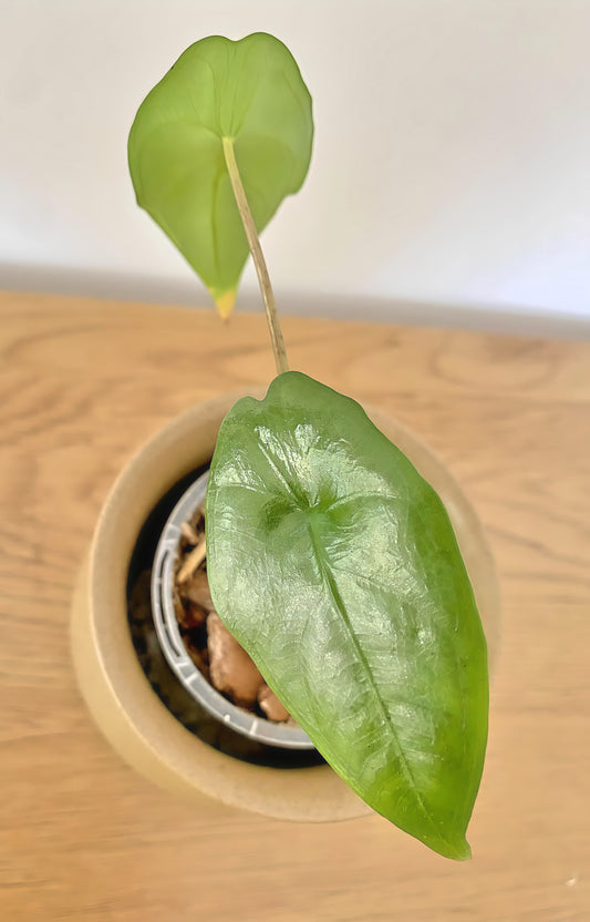 Alocasia Heterophylla Corazon