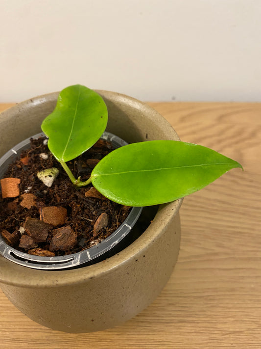 Hoya Odorata