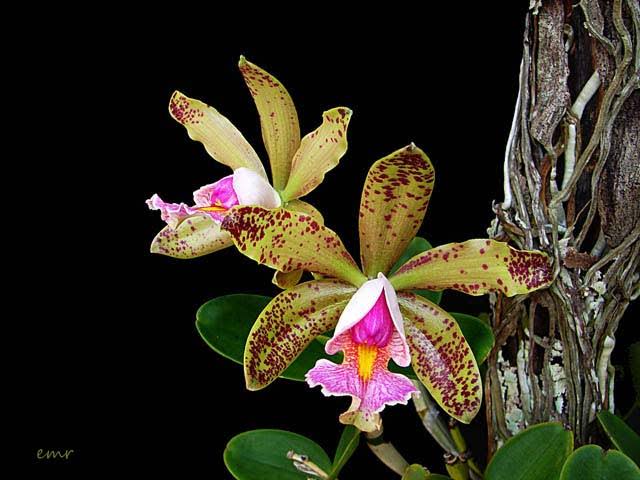 Cattleya Quinquecolor