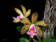 Cattleya Quinquecolor