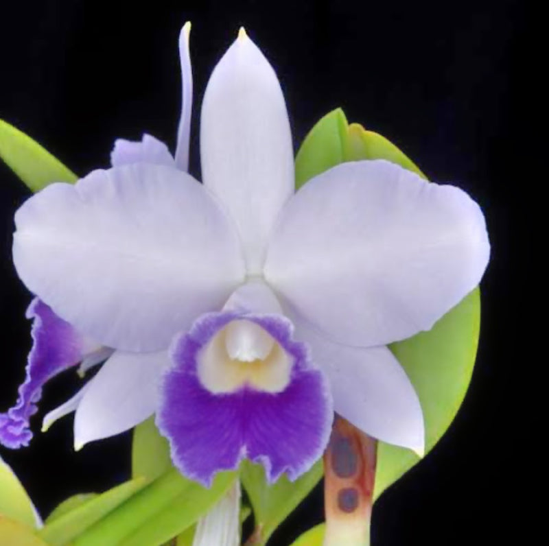 Cattleya (L.c) (Mini Purple f. coerulea ‘H + R’ 4N x Cornelia ‘Floralia’)