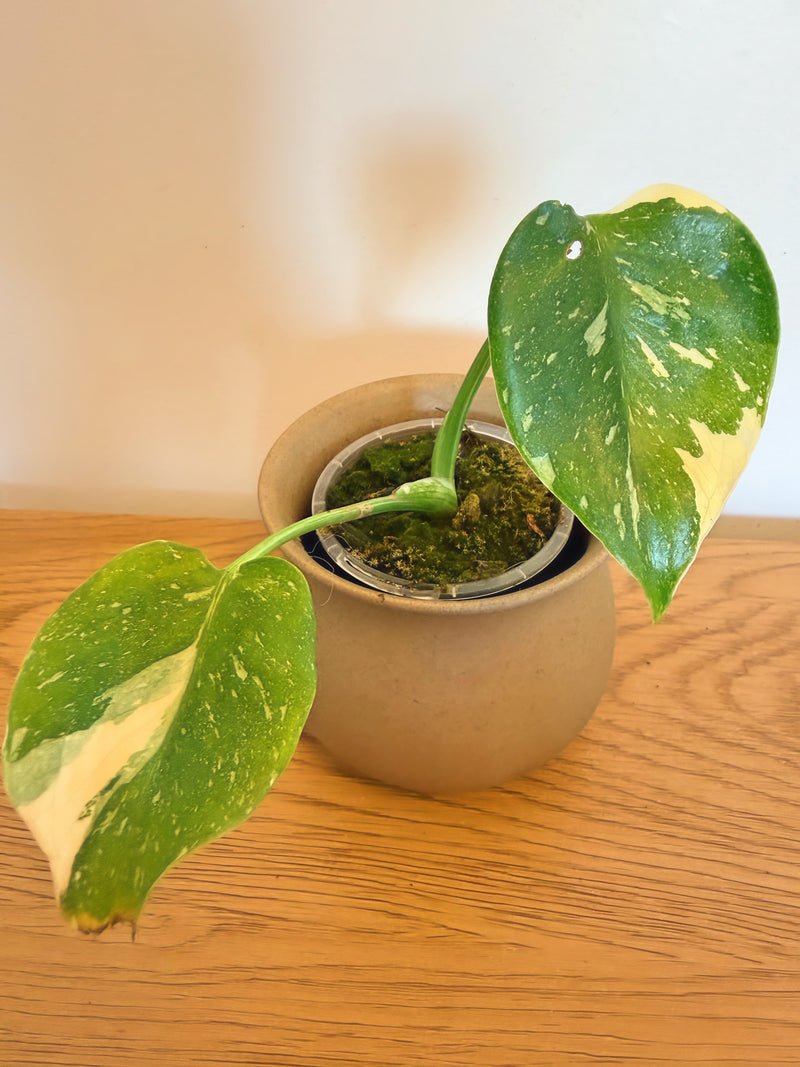 Monstera Crème Brûlée
