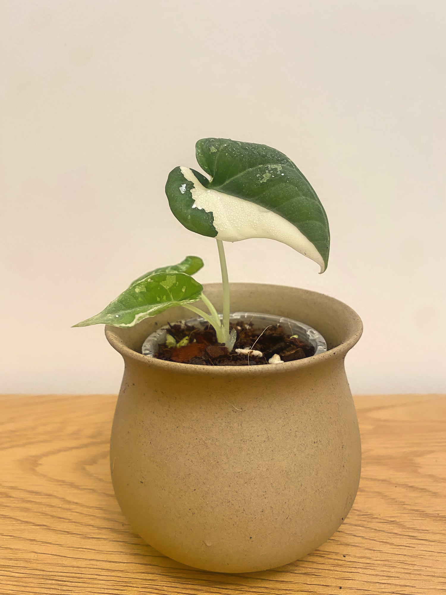 Alocasia Maharani Variegated