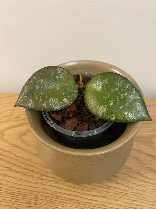 Hoya Caudata Sumatra