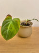 Philodendron El Choco