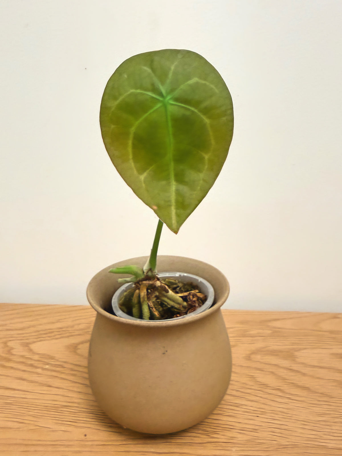 Anthurium Forgetii (A)