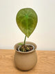 Anthurium Forgetii (A)