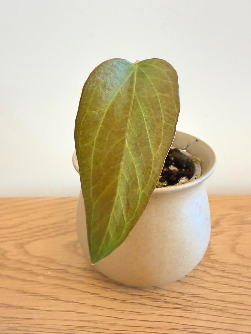 Anthurium Queen of Hearts