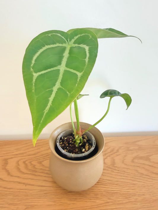 anthurium magnificum x crystallinum for sale Anthurium Magnificum x Crystallinum – WM Rare Plant Shop