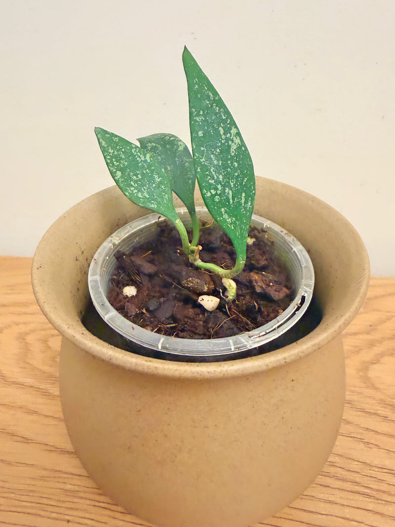 Hoya Parviflora Splash
