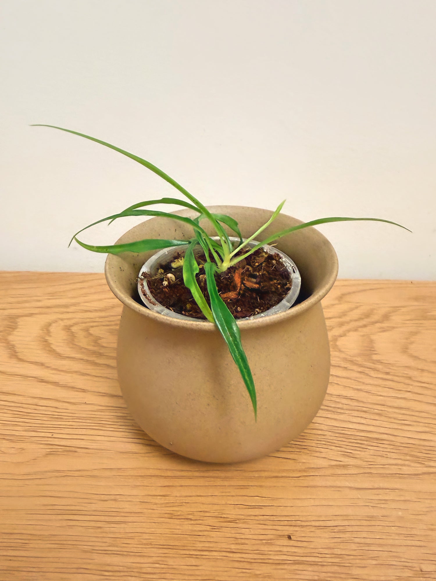 Philodendron Tortum