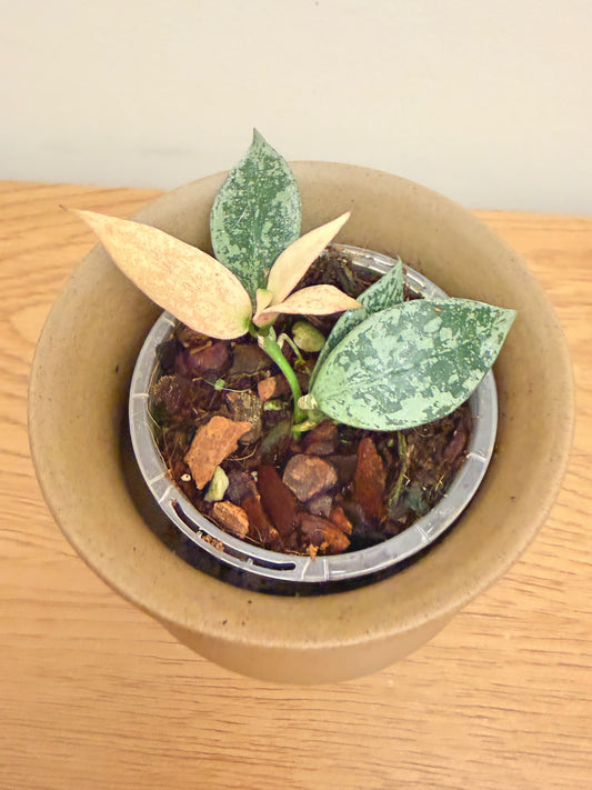 Hoya Lacunosa Louisa Silver Splash