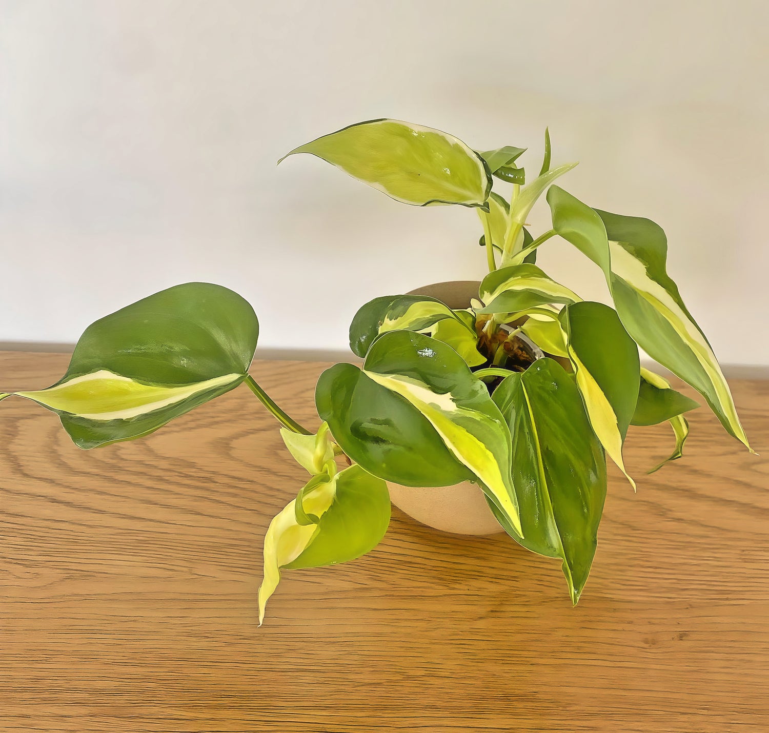 Philodendron Cream Splash