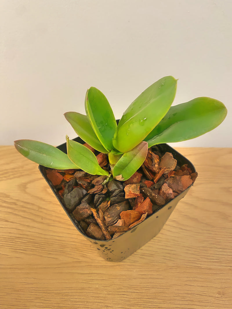 Rlc Chia Lin ‘New City’ x Taiwan Chief Wine ‘Van Gogh’