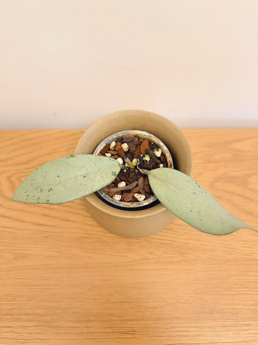 Hoya Carnosa Full Silver (A)