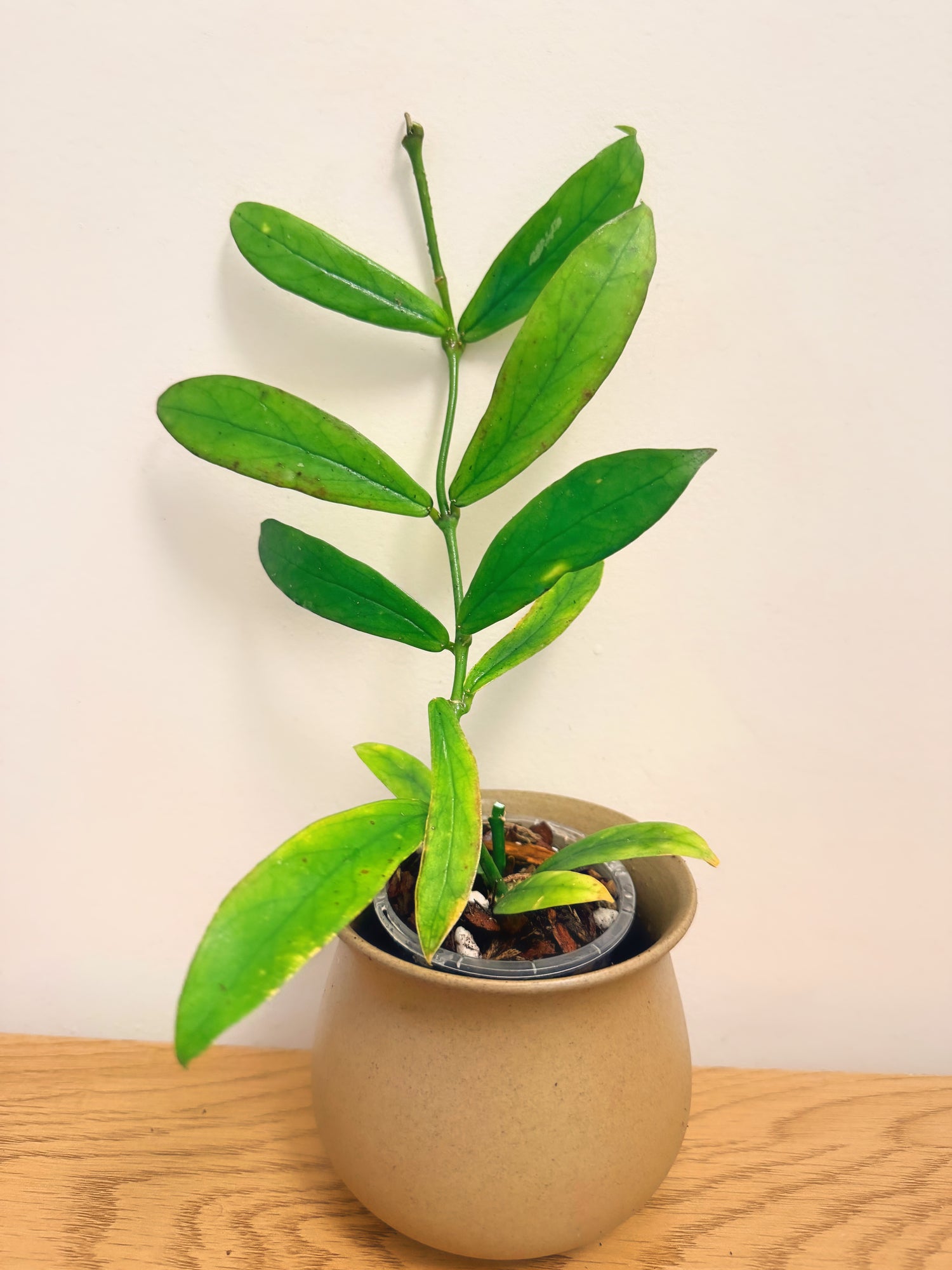 Hoya Lobbii
