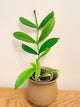 Hoya Lobbii