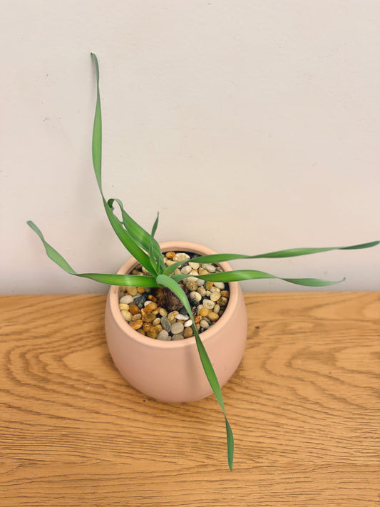 Albuca Concordiana