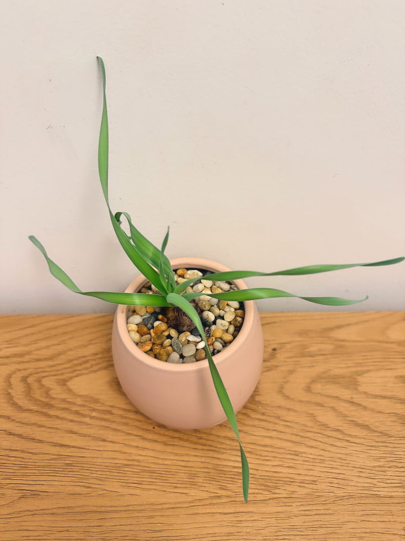 Albuca Concordiana