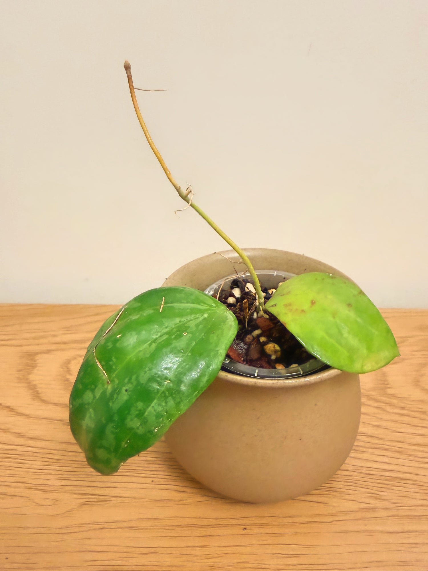 Hoya Latifolia Snow Queen (B)
