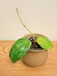 Hoya Latifolia Snow Queen (B)