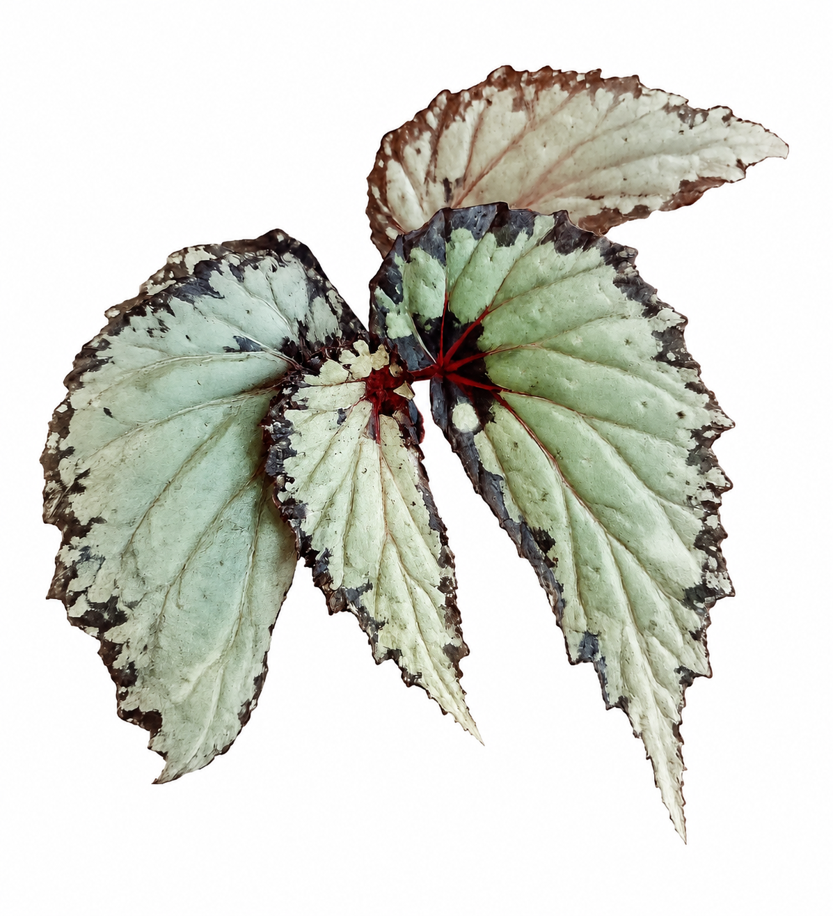 Begonia sp. Kapuas Hulu U679