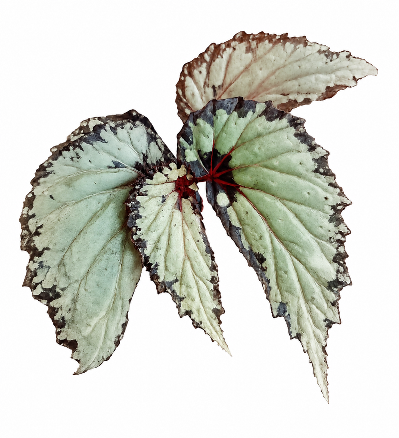 Begonia sp. Kapuas Hulu U679