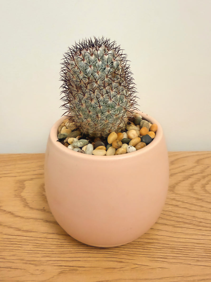 Mammillaria Microhelia (Pink Flower)