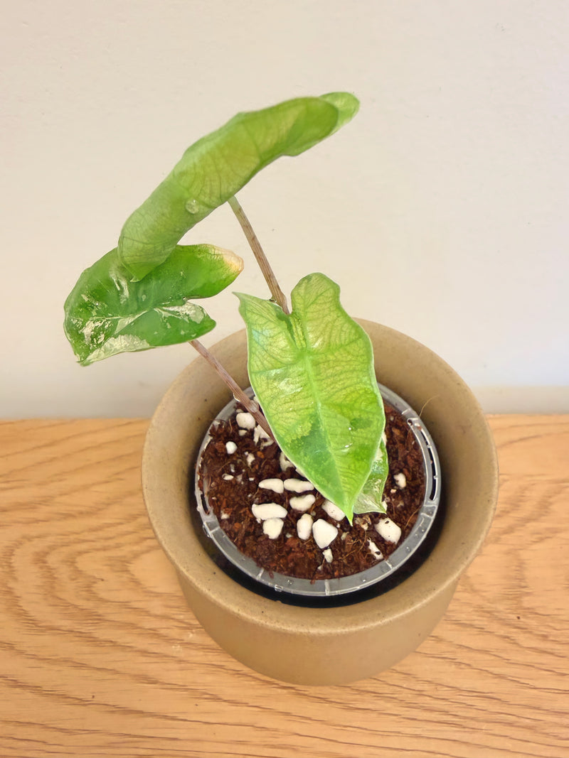 Alocasia Pseudo Sanderiana Aurea