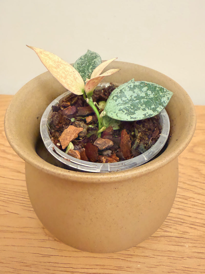 Hoya Lacunosa Louisa Silver Splash