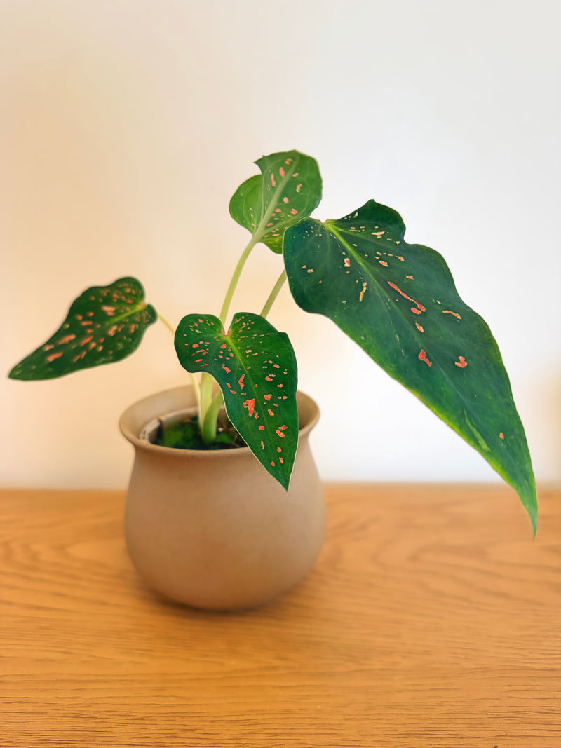 Caladium Miss Muffet