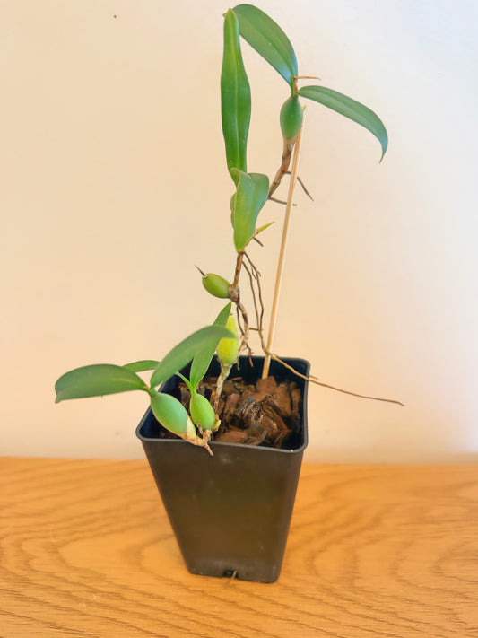 Coelogyne Fimbriata
