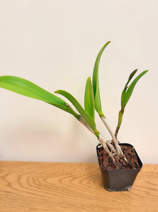 Brassocattleya Keowee Mendenhall AM/AOS