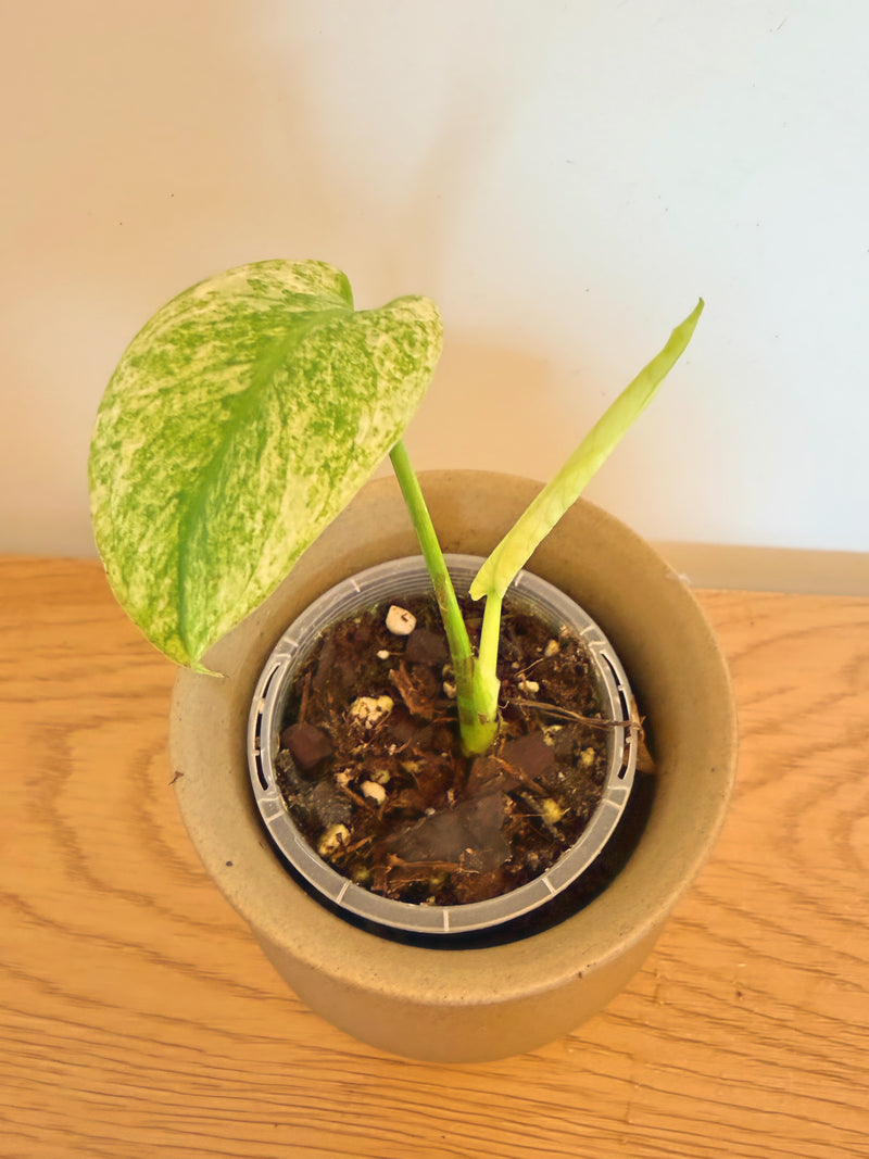 Monstera White Monster