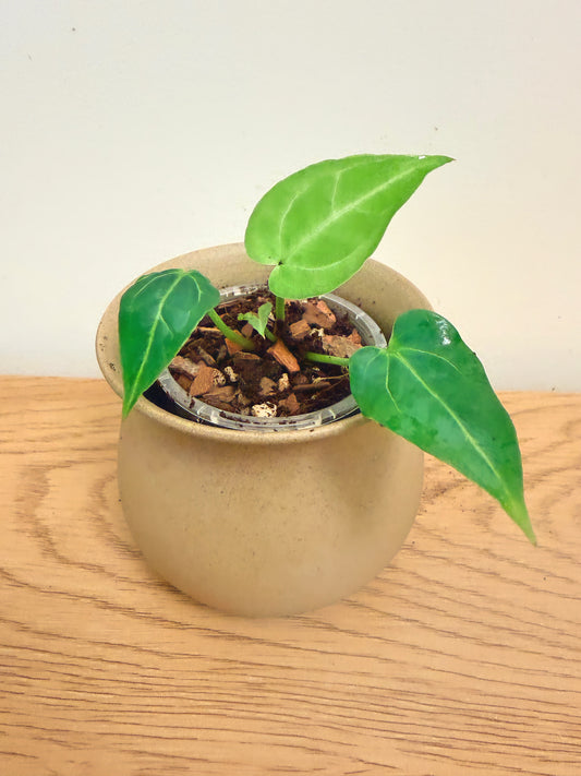 Anthurium Black Velvet