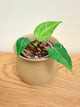 Anthurium Black Velvet