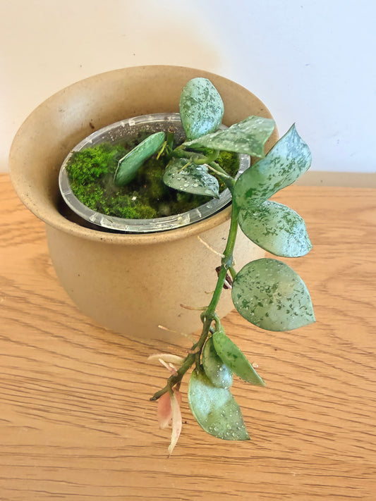 Hoya Lacunosa Mint Coin