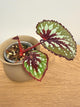 Begonia Matcha Chocolate